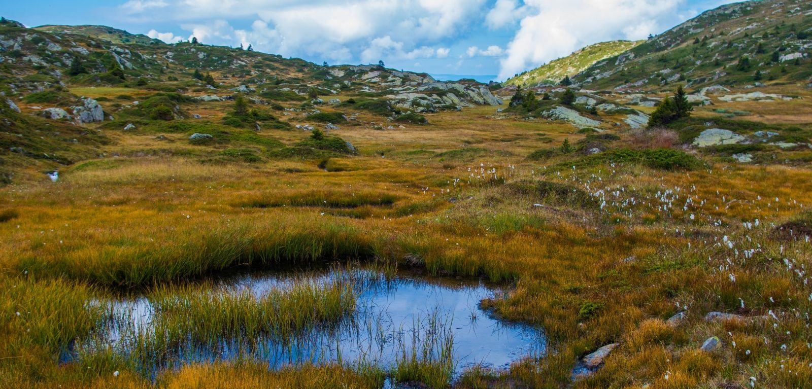 bogland