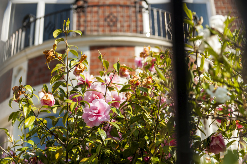 close up of flowers with university square buildings in the background