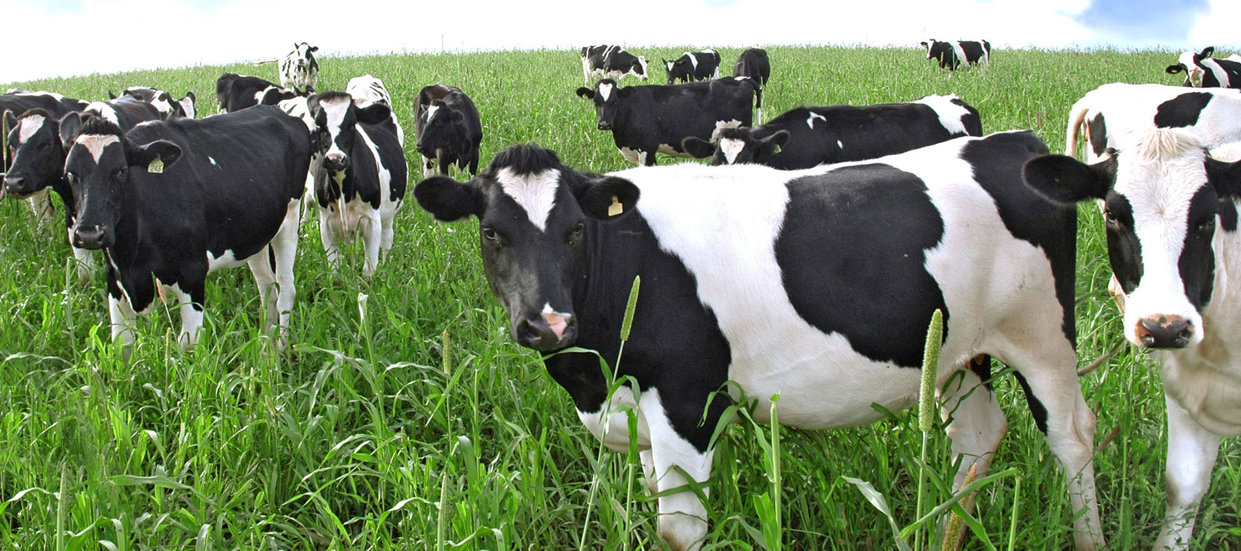 Black and White Cows in long green grass